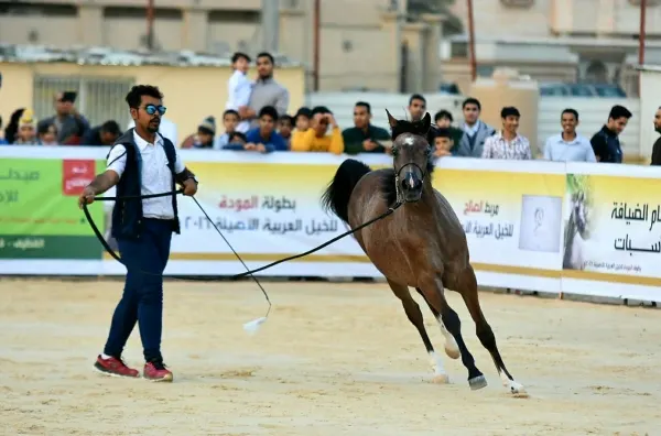 في عرضه الأول.. "المودة 2" تتوج 10 من إناث الخيول العربية بالقطيف