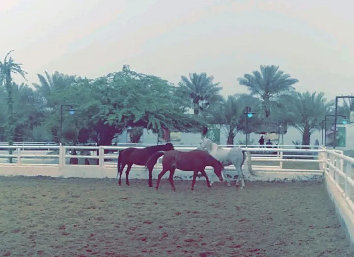 تنمية أم الساهك تنظم زيارة لمربط القناص