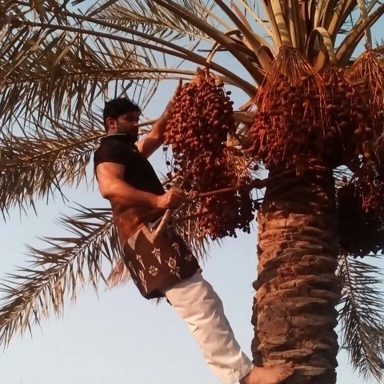 بالأسماء.. «زراعة القطيف» تنشر أسماء 556 مزارعاً مشمولا ومستحقاً لإعانة التمور