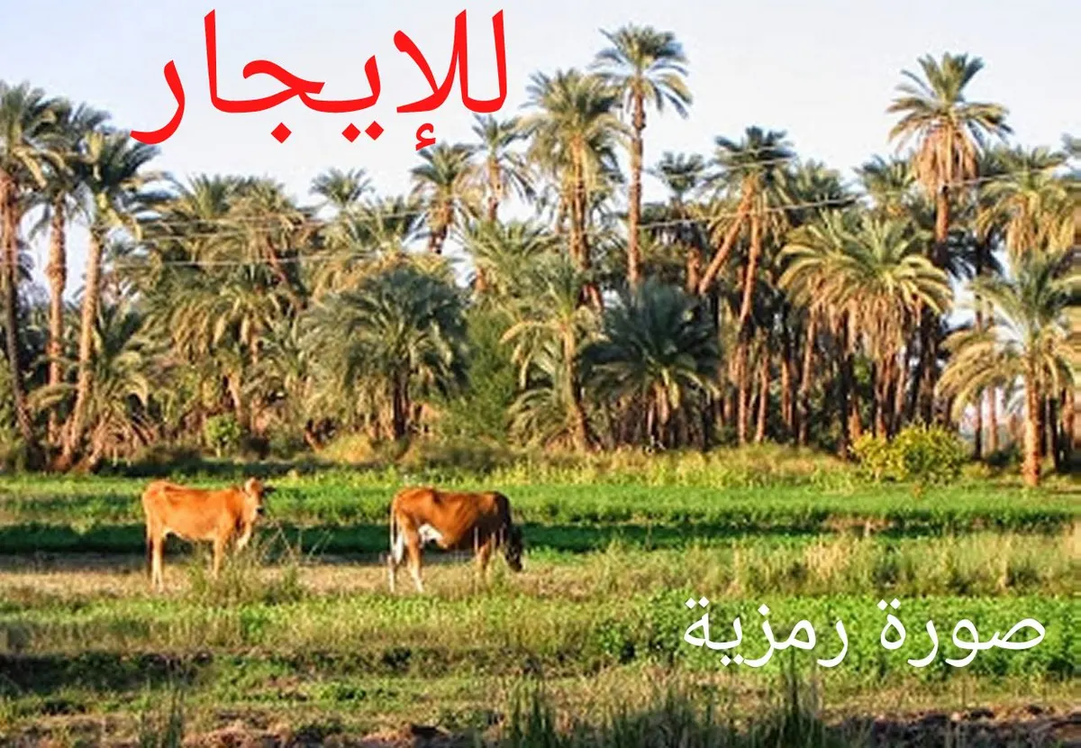 ارض زراعية للإيجار بالتوبي