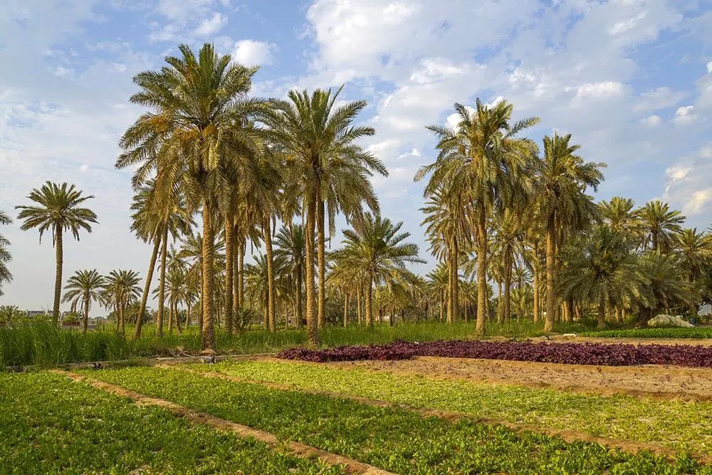 بالصور.. عدسة الخراري تكشف الوجه الأخضر للقطيف