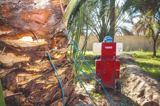 الواتس آب طرف جديد في مكافحة سوسة النخيل الحمراء بالقطيف