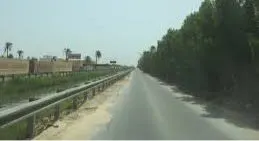 أسراب البعوض تغزو طريق الحسن البصري بالقطيف.. ومخاوف من مهاجمتها للأهالي