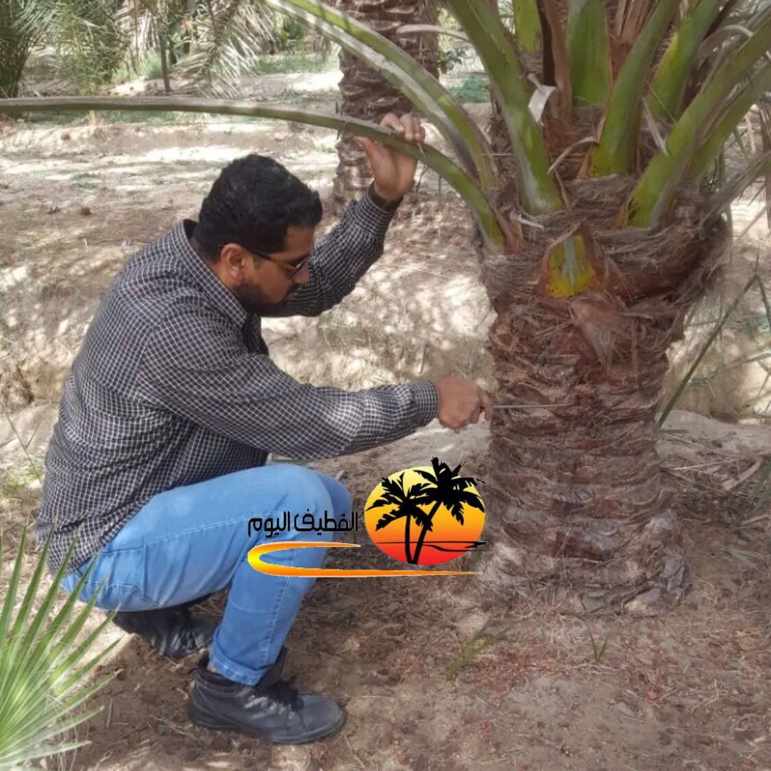 بالصور.. اكتشاف 31 إصابة بـ «سوسة النخيل» في العوامية