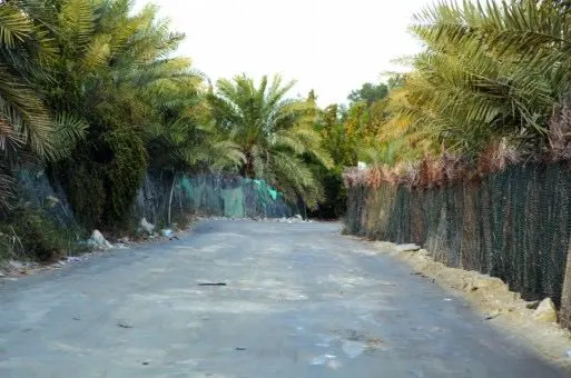 حملة تحصي وجود 206 آلاف نخلة تحتضنها العوامية