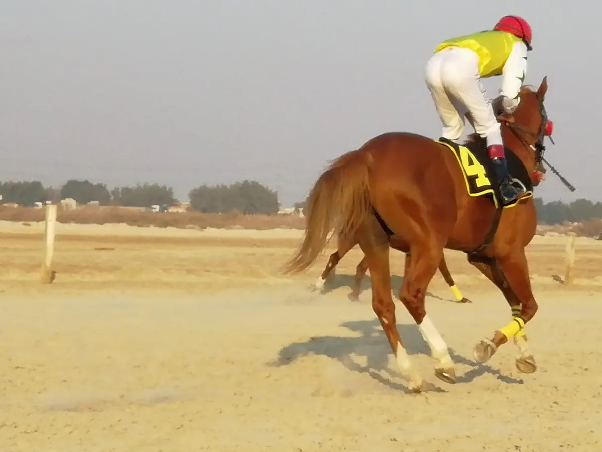 خيول القطيف تتألق في «فروسية الدمام 10»