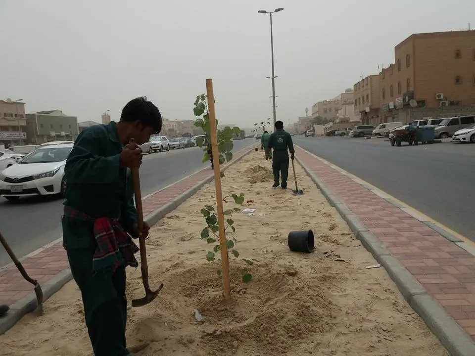 الأشجار المحلية تزين شوارع القطيف