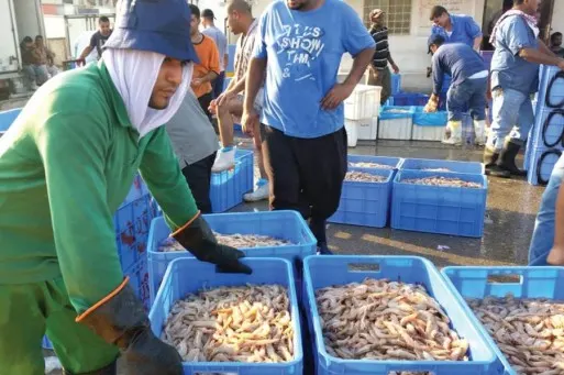 20 يومًا لبدء موسم صيد الروبيان بالشرقية للعام الجاري