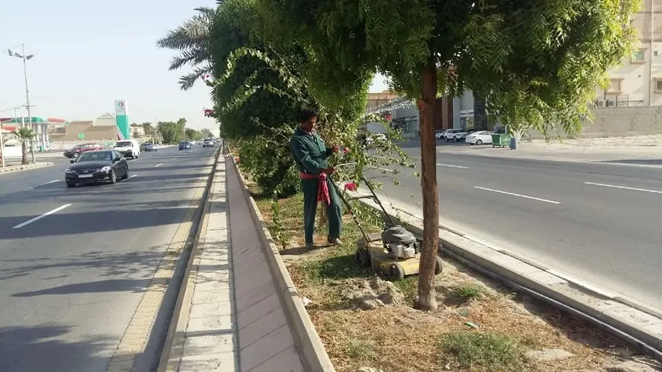 بعد سنوات من انتقادات ومطالب المجلس.. بلدية القطيف تمنع تقليم وتقزيم الأشجار