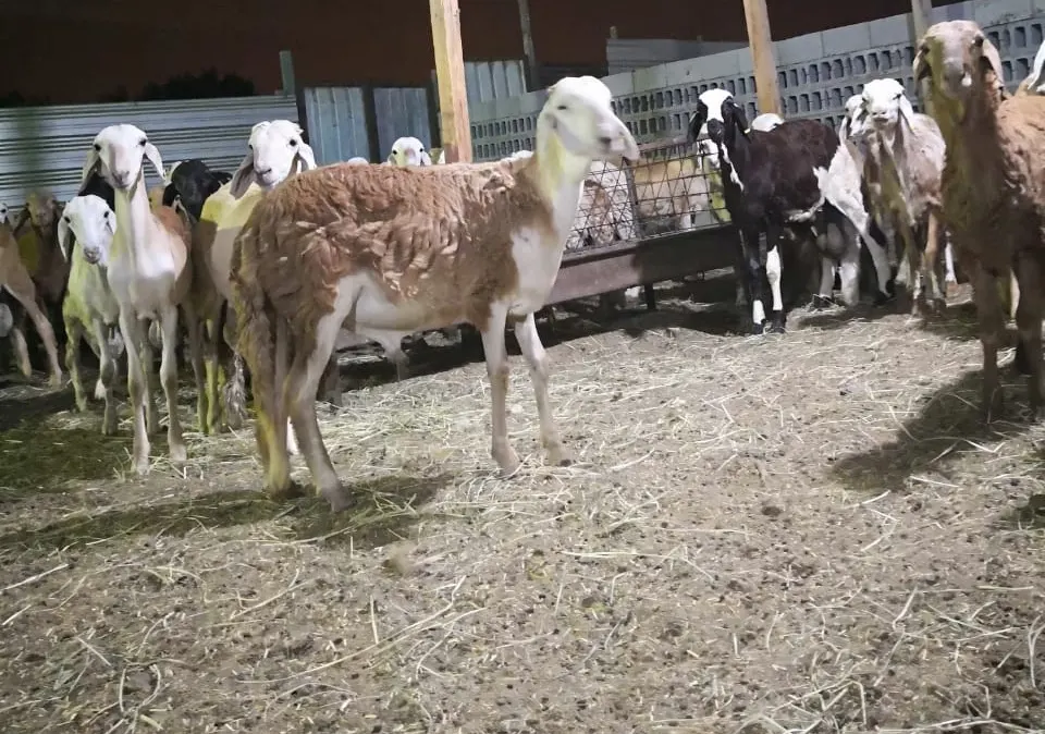 أغنام سواكني للبيع وبسعر مغري