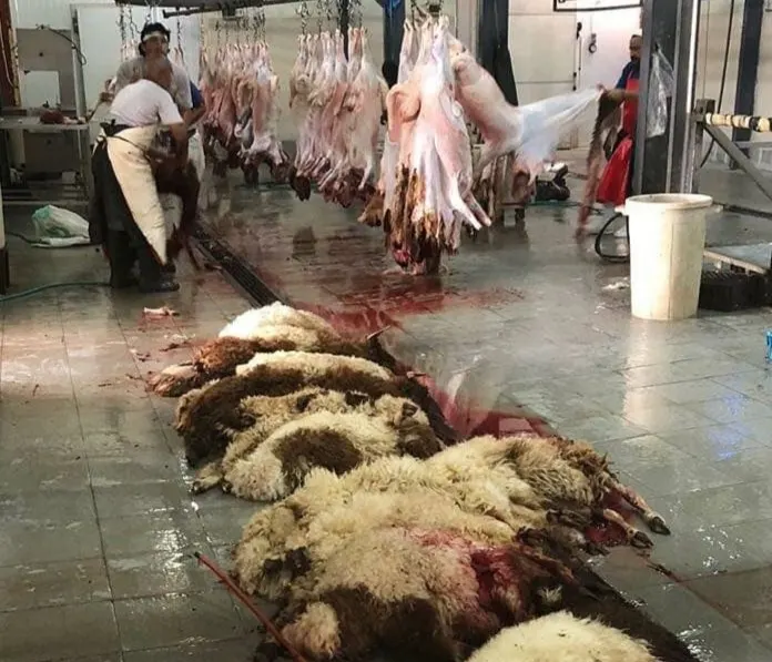 بلدية القطيف: سلخ رأس أو شلوطة يبدأ من 5 ريالات والكيس بريالين