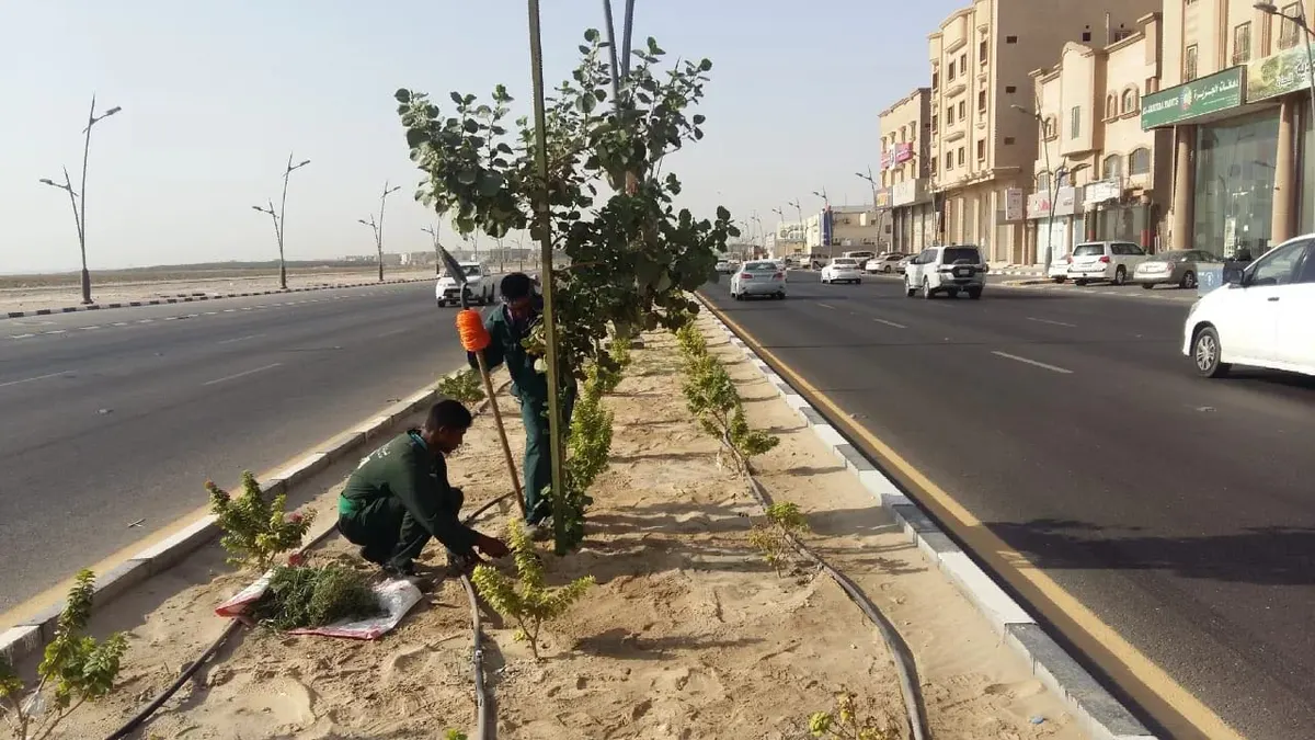 بلدية القطيف تزرع 266 ألف شجرة لزيادة الرقعة الخضراء