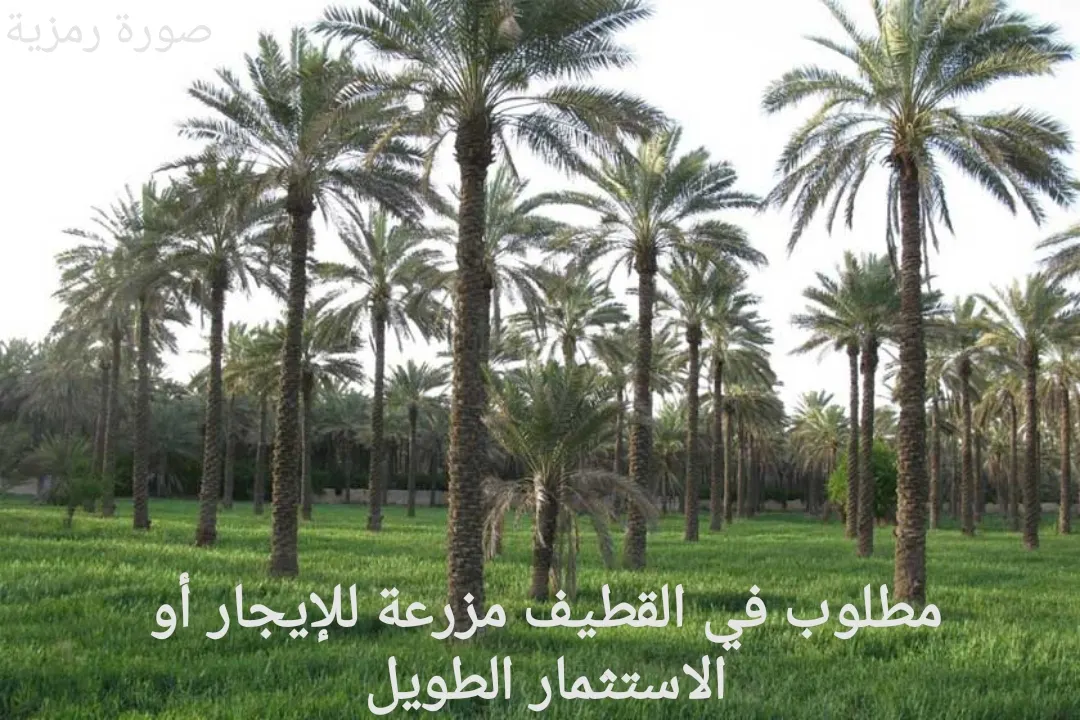 مطلوب في القطيف مزرعة للإيجار أو الاستثمار الطويل