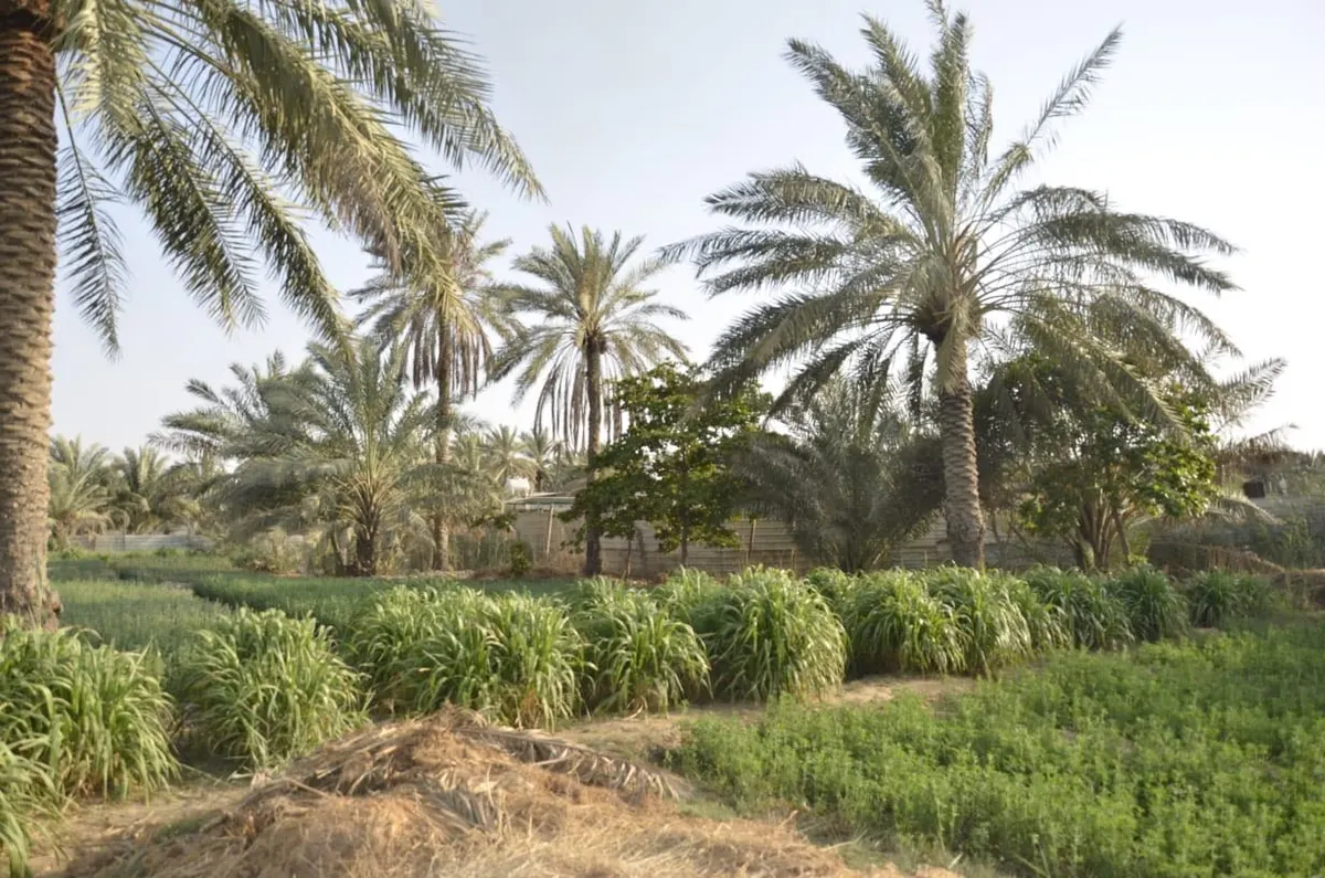 «البيئة» تنجح في زراعة 9 أصناف نخيل من خارج بيئتها