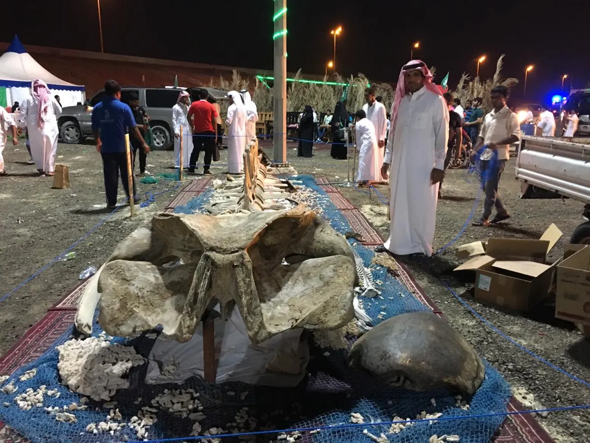أم الساهك.. كائنات عالم البحار تستهوي القناص
