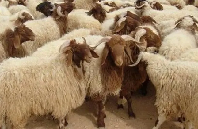 بانوراما الصحافة المحلية الإثنين 13 صفر 1440هـ