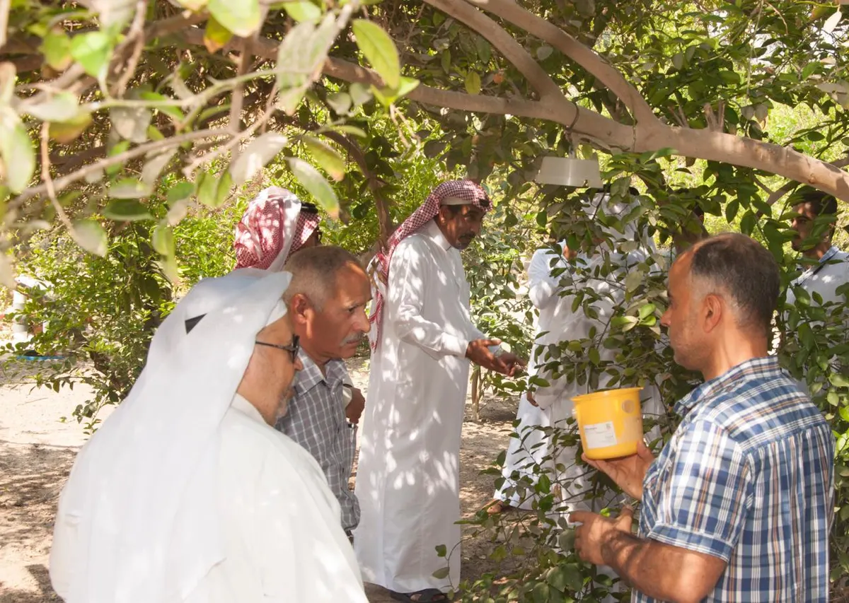 20 مهتمًا ومزارعًا يكافحون ذبابة الفاكهة في سيهات