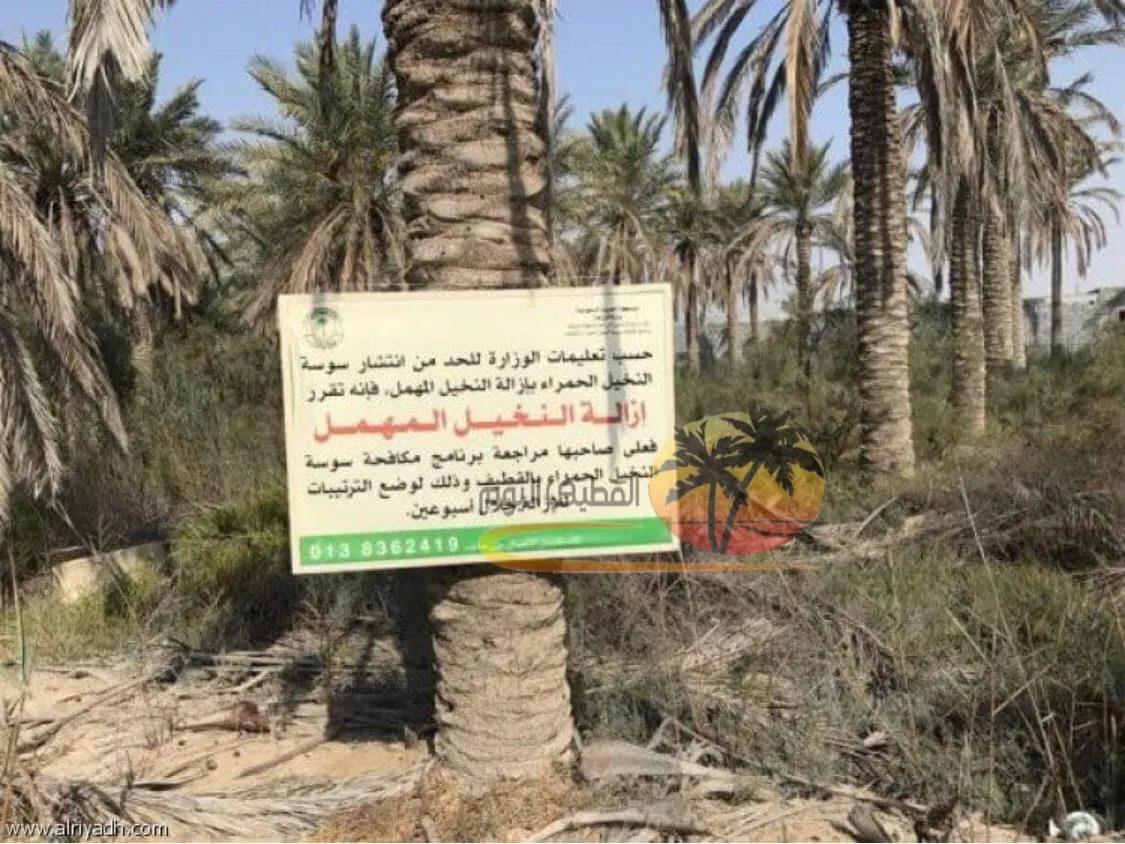 وزارة البيئة تبدأ في إزالة النخيل المهمل بمحافظة القطيف