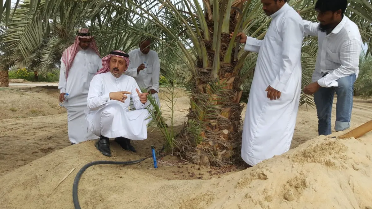 يوم حقلي في القطيف يتناول مواسم النخلة