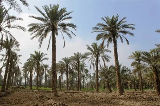 فرصة ذهبية .. للبيع نخل زراعي في موقع مميز بالقطيف