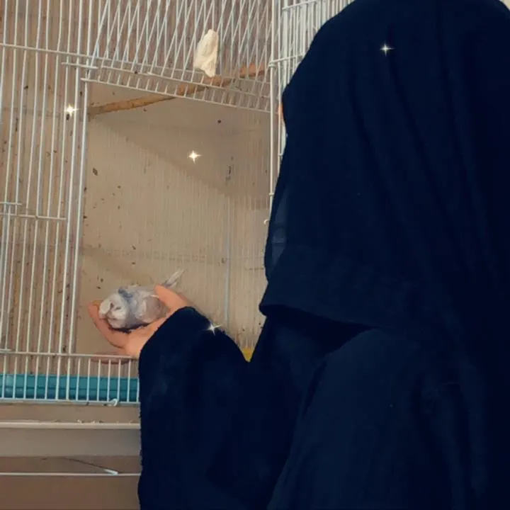 في سيهات.. الشويخات تبيع طيورها بعد أن خسرت أول إنتاج «بادجي أسترالي»