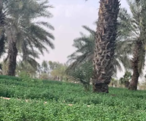 في صفوى.. للبيع شريحة زراعية مساحتها 3960م²