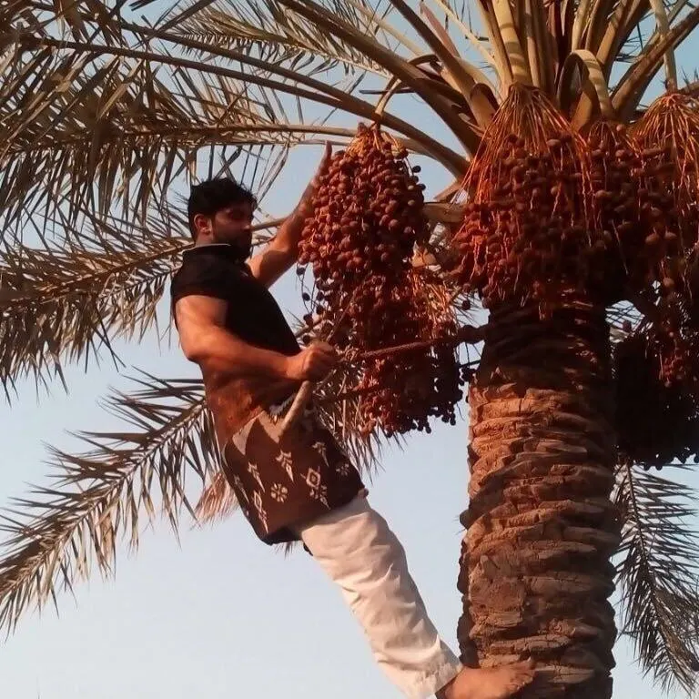 المالية تستعد لتفعيل لجان خرص زكاة الحبوب والثمار في القطيف