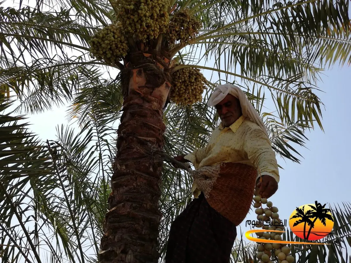 الجنبي يحذّر مزارعي التوبي من حلم الغبار: آفة تهاجم ثمار النخيل