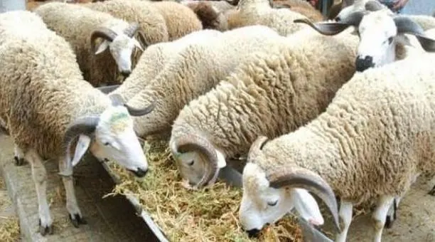 في القطيف.. انطلاق الحملة التعريفية الثالثة لبرنامج تطوير ودعم صغار مربي الماشية