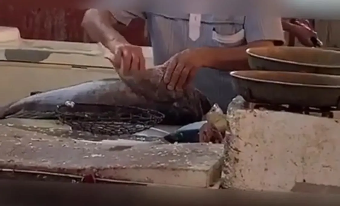 في القطيف.. البلدية تواصل حملتها على سوق السمك.. وفيديو جديد يوثق الغش