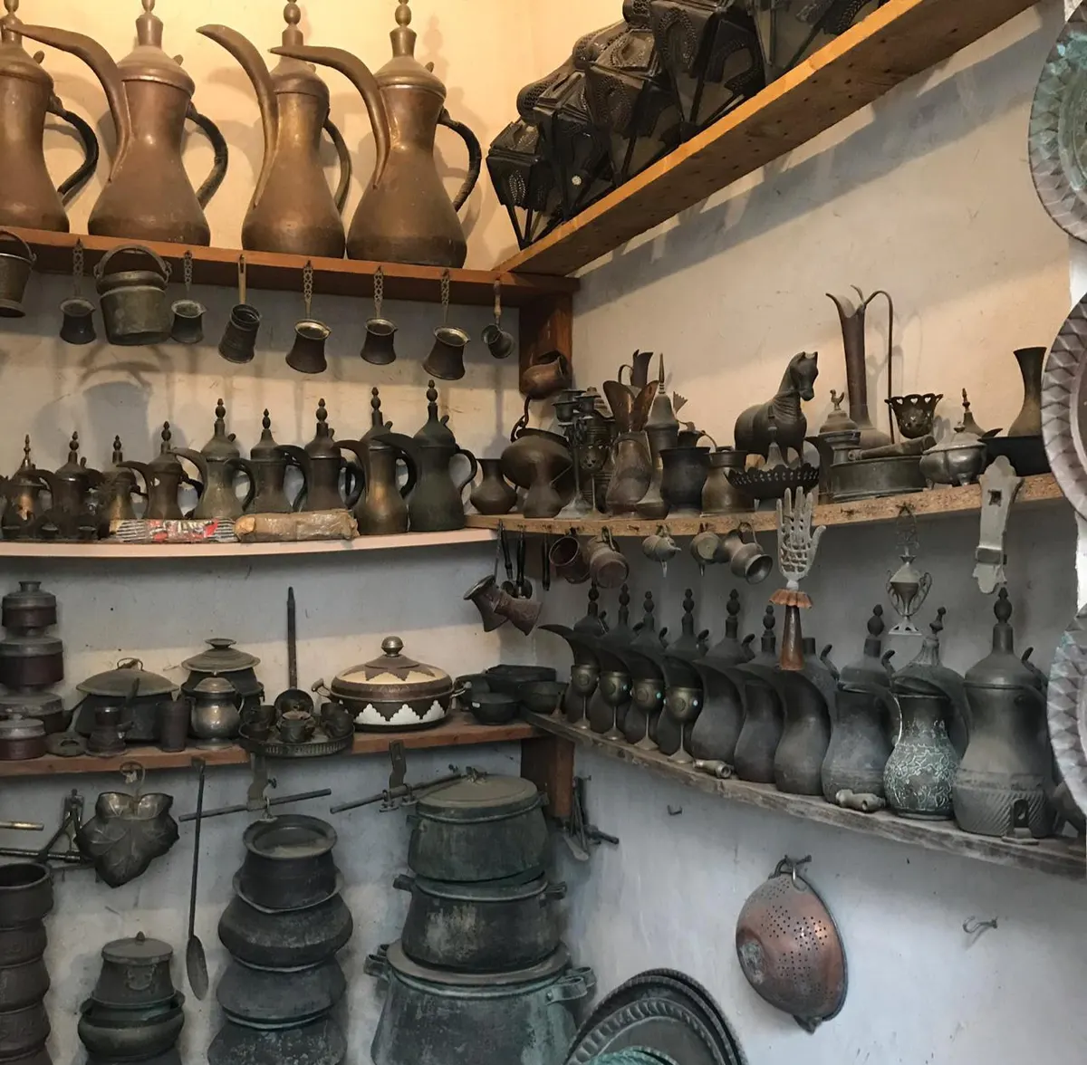 من صفوى.. تراث الأحساء وماضيها يجتذب 1000 زهرة