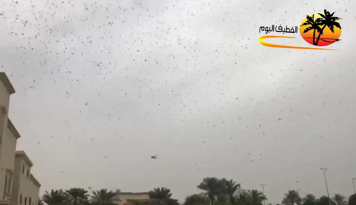 الزراعة لـ«القطيف اليوم»: الجراد الذي وصل المنطقة غير ناضج.. ومهاجر من الهند