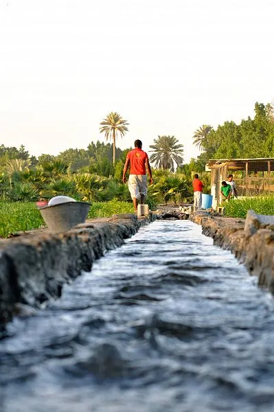 في القطيف.. أكثر من 2000 مزرعة تُغذّي أسواق المحافظة بالخضار والفواكه يومياً