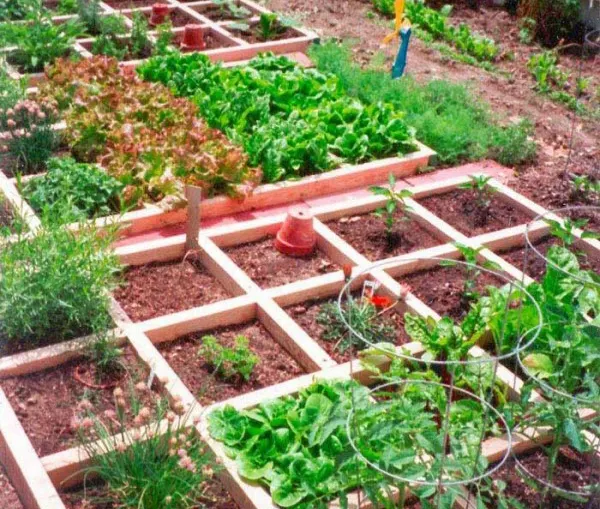 الليلة عبر الفضاء الإلكتروني..«الزراعة المنزلية وطرق العناية فيها»