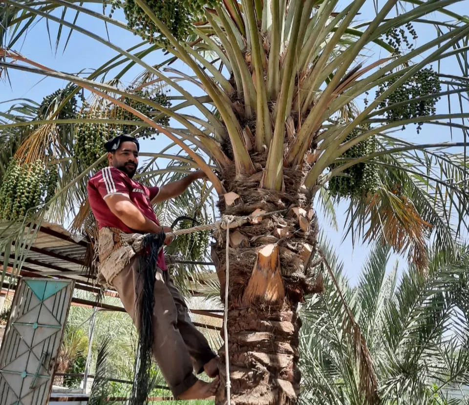 في وسادة القطيف.. الشاب آل عمير يلازم النخلة 33 عامًا.. والوظيفة لم تقطع علاقته بها