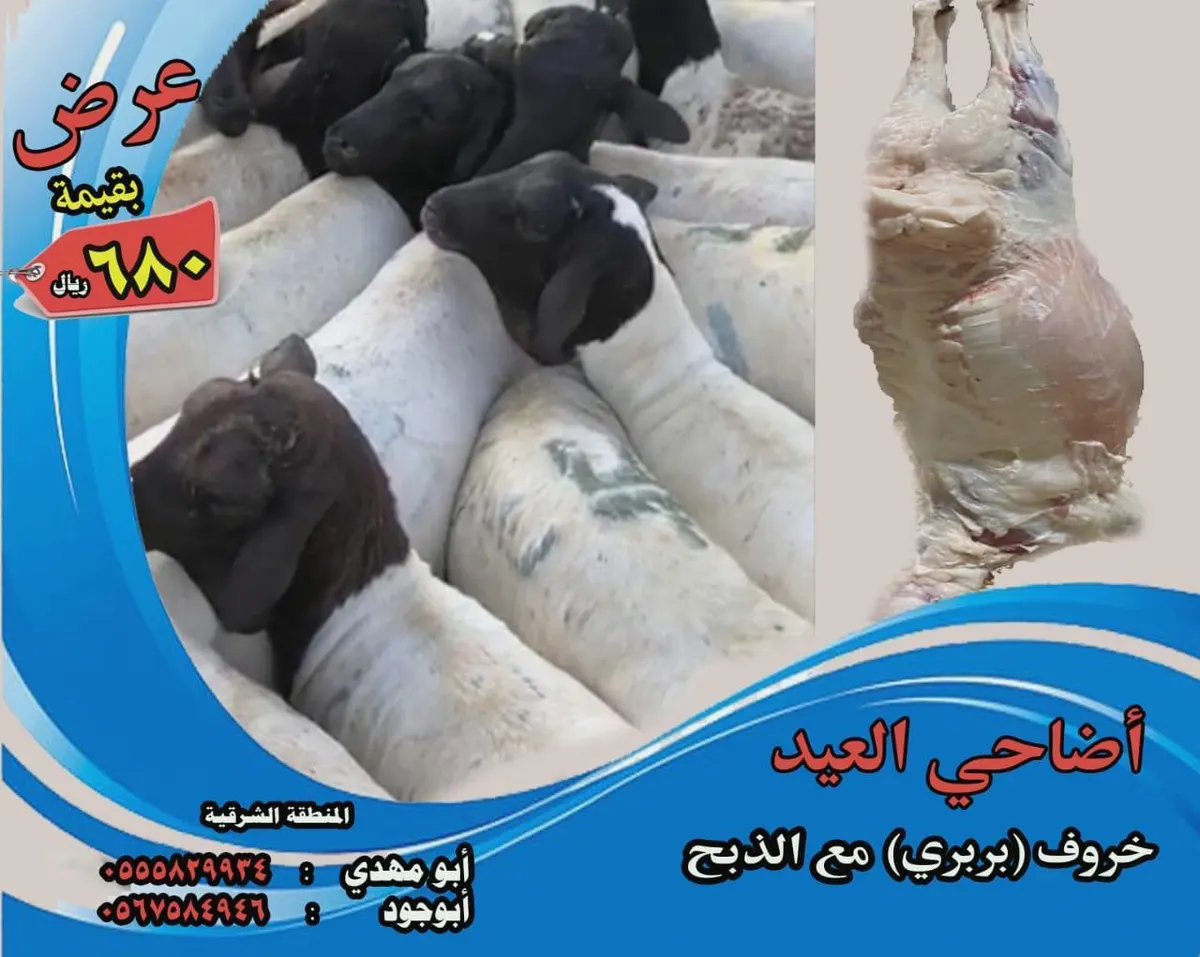 عرض خاص.. أضحية العيد «خروف بربري» مع الذبح بـ680 ريالًا فقط