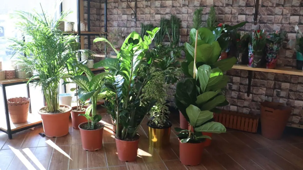 اجعل منزلك وحديقتك مليئة بالطاقة الإيجابية مع أشجار ونباتات GO GREEN