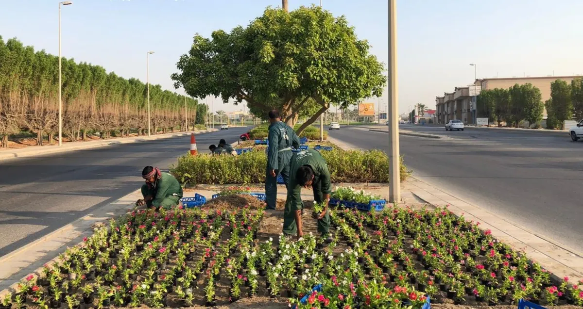 في القطيف.. البلدية تزرع مليوني زهرة موسمية خلال عام