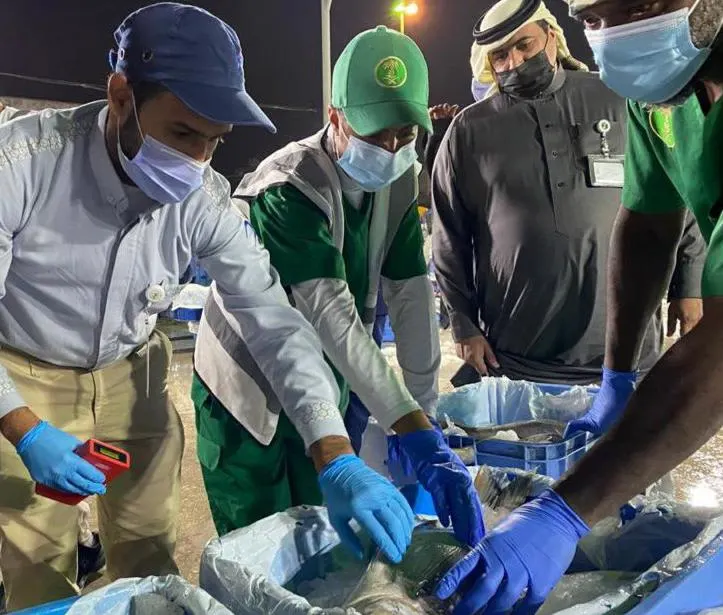 مساء اليوم الأحد في سوق السمك بالقطيف.. 290 كيلوجرامًا من الأسماك الفاسدة معروضة للبيع على المواطنين