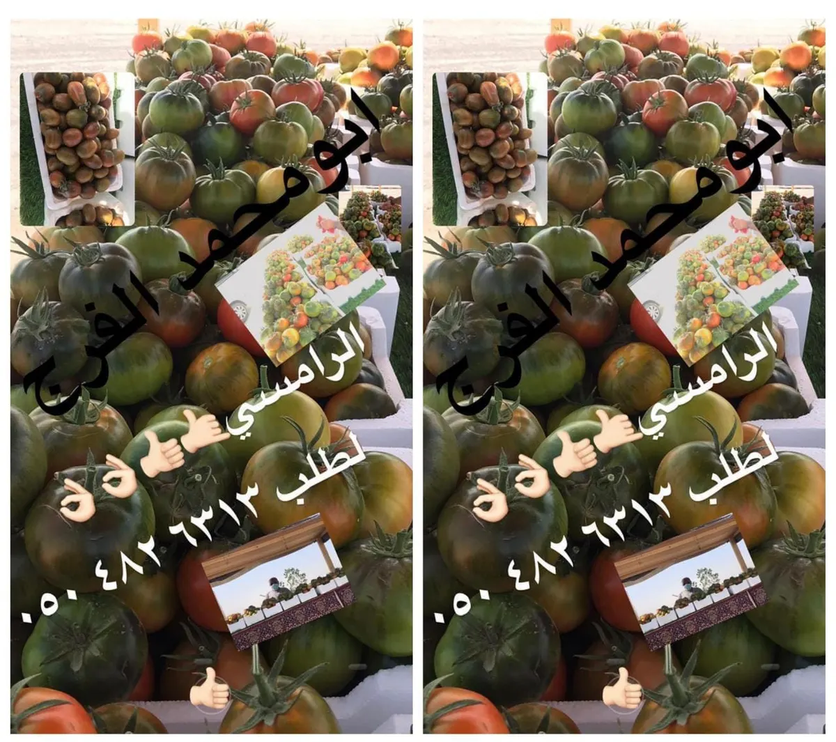 من العوامية.. الآن ولمدة 3 أيام عرض على الطماطم الرامسي.. بمذاق الفاكهة