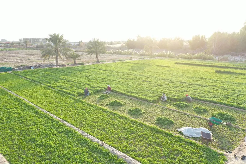 عقارات لووب تمنحك فرصة لامتلاك قطعتك بمخطط البسيتين الزراعي في «أبو معن»