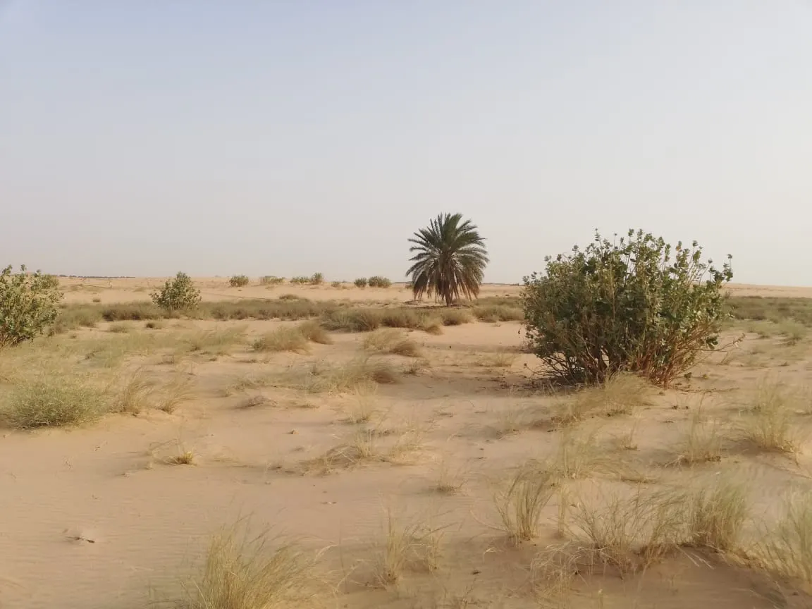 انتهز فرصتك وسارع بتملك قطعتك بمخطط الريف بغرب المطار
