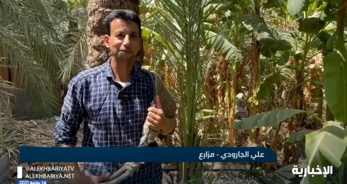 فيديو.. بدء موسم جني الرطب في محافظة ⁧‫القطيف