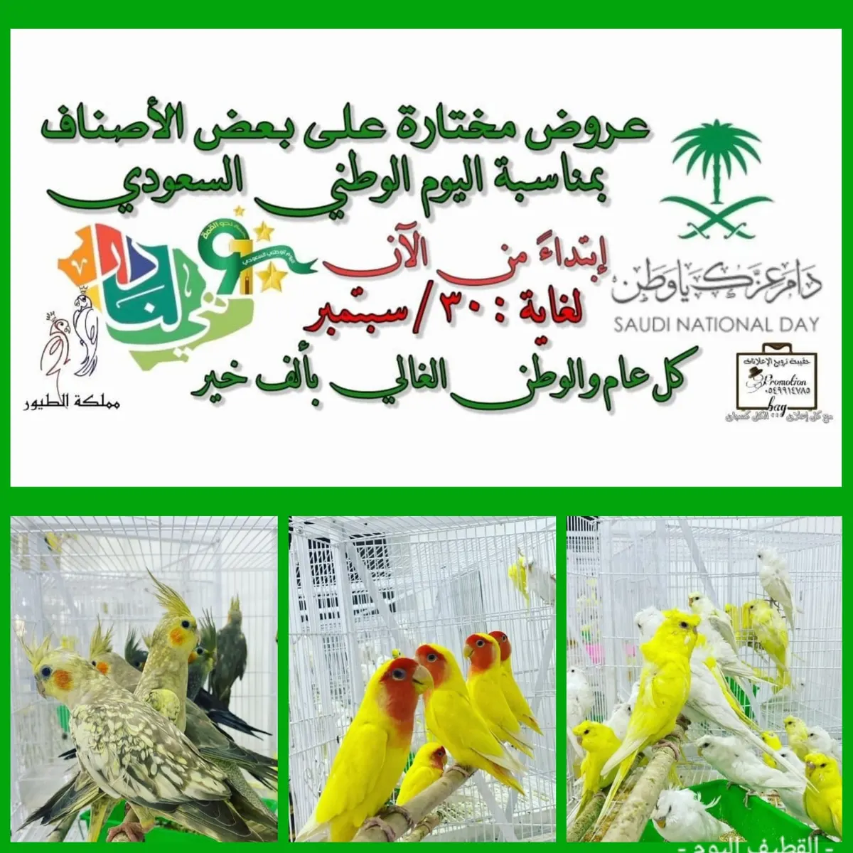 عروض اليوم الوطني الـ91 في «مملكة الطيور» لبيع الطيور ومستلزماتها بالجملة والمفرق بالقطيف