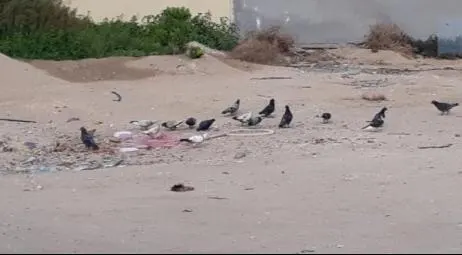 بلدية القطيف: انتبهوا.. مطعمو الطيور والحيوانات الضالة ببقايا الطعام في الأماكن العامة مخالفون.. أبلغوا 940 عنهم