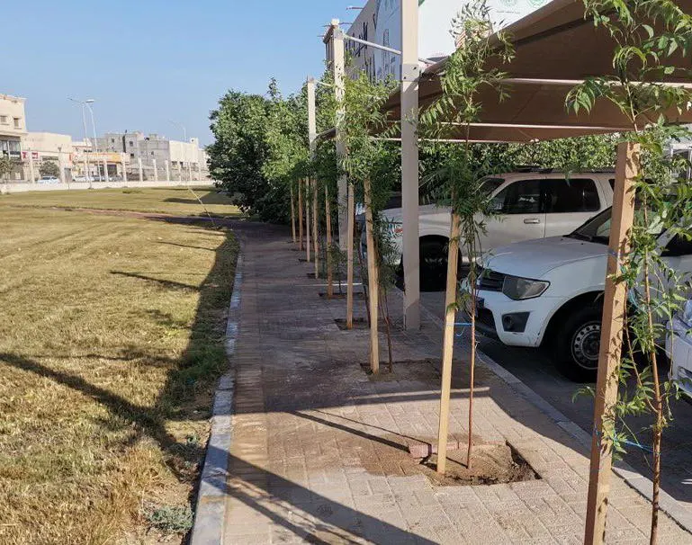تشجيعًا لاستبدال المظلات غير النظامية للسيارات.. بلديات عنك وتاروت وصفوى وسيهات تغرس أشجار الظل