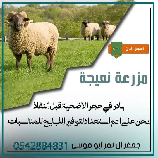 في مزرعة «نعيجة» بالقطيف.. عروض لا تفوّت على الذبائح بأسعار مناسبة.. بمناسبة عيد الأضحى المبارك