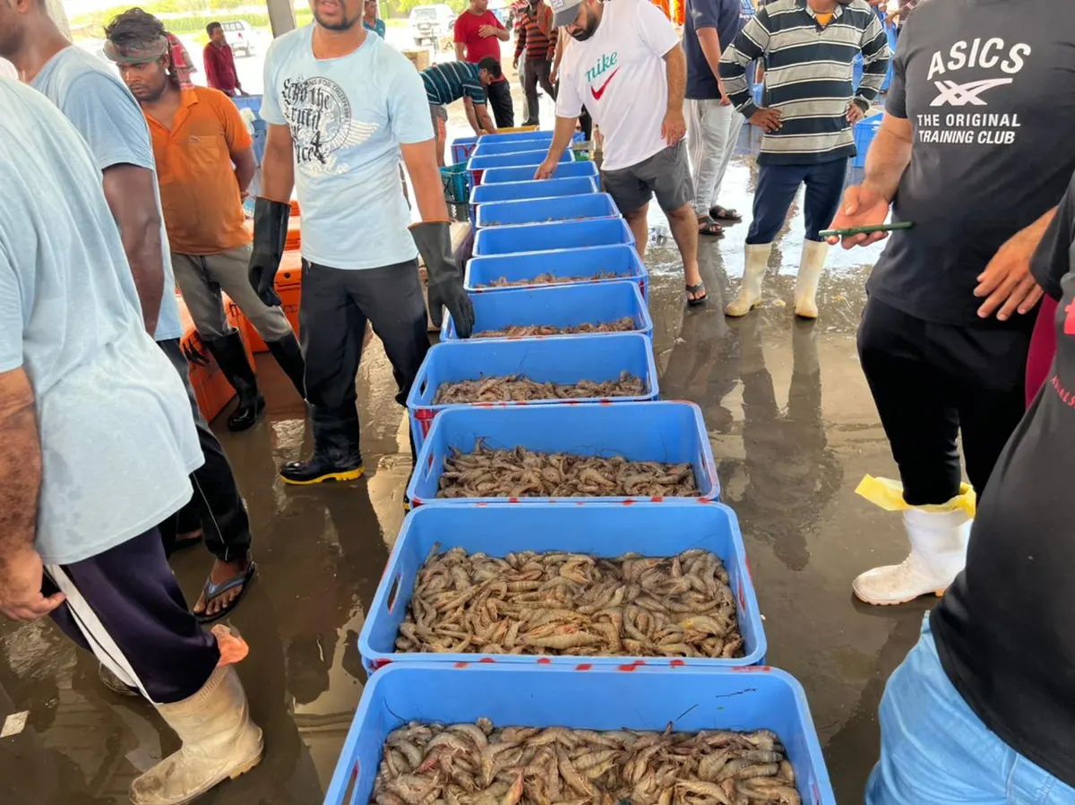 بالفيديو والصور.. أسواق القطيف تستقبل أولى شحنات موسم الروبيان