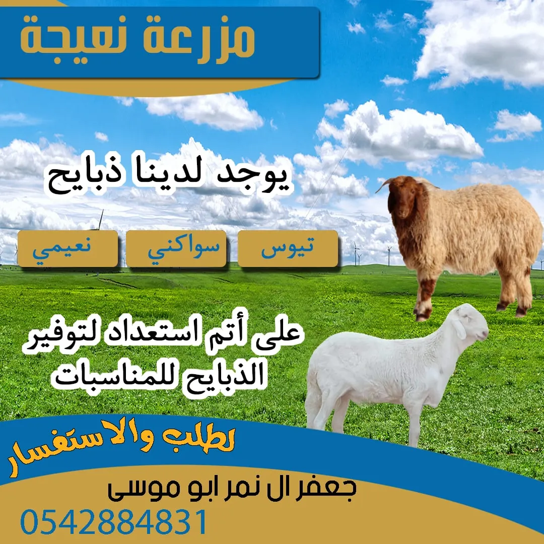في مزرعة «نعيجة» بالقطيف.. عروض لا تفوّت على الذبائح بأسعار مناسبة.. نعيمي وسواكني وروماني