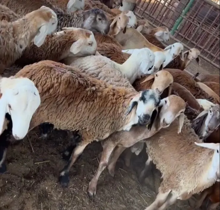 عرض خاص من زاد النهروان
